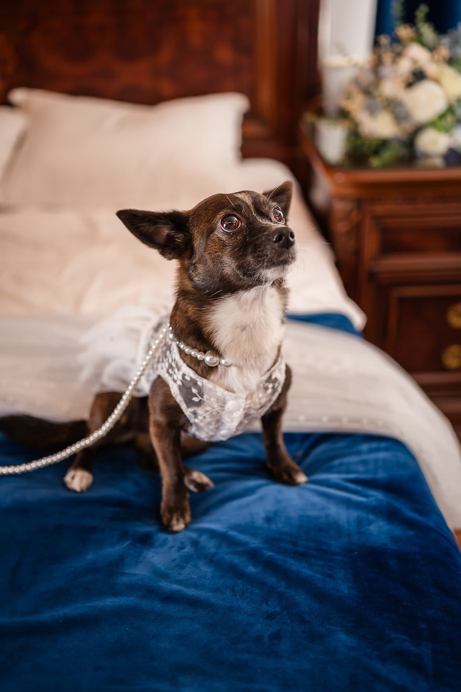 The couple's small dog sits on the bed in a lace collar